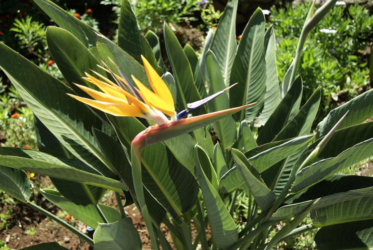 Vila Calaca Funchal  Exteriér fotografie